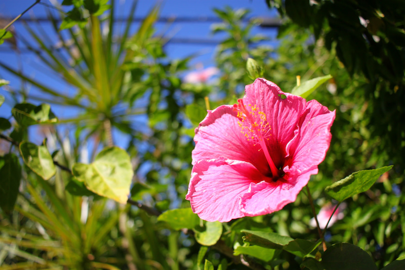ハイビスカス